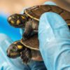Among the reptiles were baby Arrau turtles -- the largest river turtle in South America -- and the yellow-spotted river turtle, which were found in small transparent plastic containers inside cardboard boxes