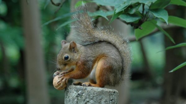 Inokashira Park Zoo in Tokyo is investigating the death of 31 squirrels after keepers injected the animals with anti-parasitic medicine and sprayed insecticide over their nest boxes as part of a sanitary precaution One of the bushy-tailed rodents -- a common Japanese squirrel -- died soon afterwards and over subsequent days more and more perished, with 31 fatalities recorded by Monday morning.