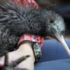 Kiwis are under threat in New Zealand, where dogs are the among the main predators of the native flightless birds in the wild