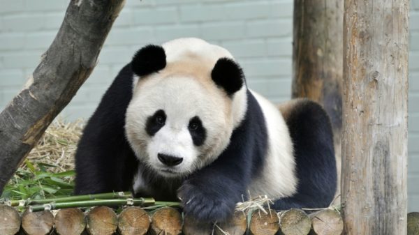 Yang Guang, a male giant panda, has been at Edinburgh Zoo since 2011