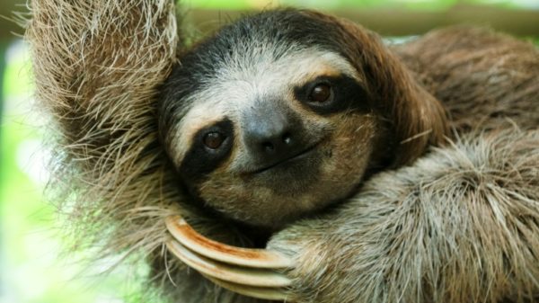 Experts say sloths appear to be infection resistant