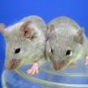Scientists have created mice, though not the ones pictured, using an egg made from the cells of a male for the first time