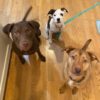This handout photo courtesy of Mila Bartos on April 15, 2022 shows his dogs (from L to R) Maisie, Mabel et Natty, all of which underwent DNA tests