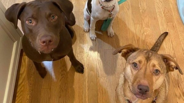This handout photo courtesy of Mila Bartos on April 15, 2022 shows his dogs (from L to R) Maisie, Mabel et Natty, all of which underwent DNA tests