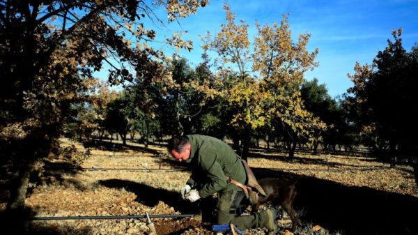 Jose Soriano left his job as a forest ranger to cultivate truffles full-time