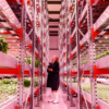 Findbusinesses4sale explored what the rise of vertical farming can mean for domestic food production, using Department of Agriculture data. 